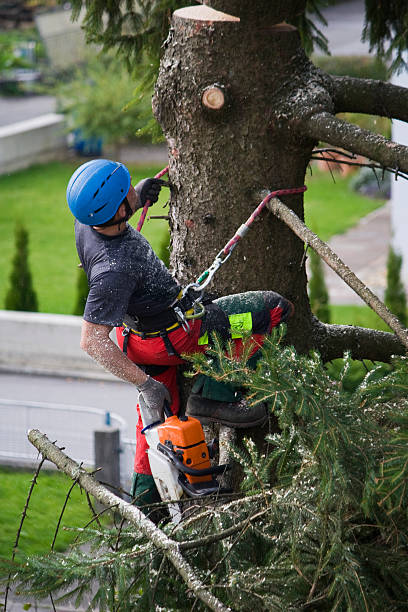 Best Utility Line Clearance  in Palm Desert, CA