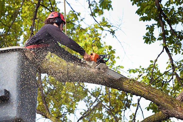 Best Leaf Removal  in Palm Desert, CA
